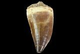 Bargain Mosasaur (Prognathodon) Tooth - Morocco #74972-1
